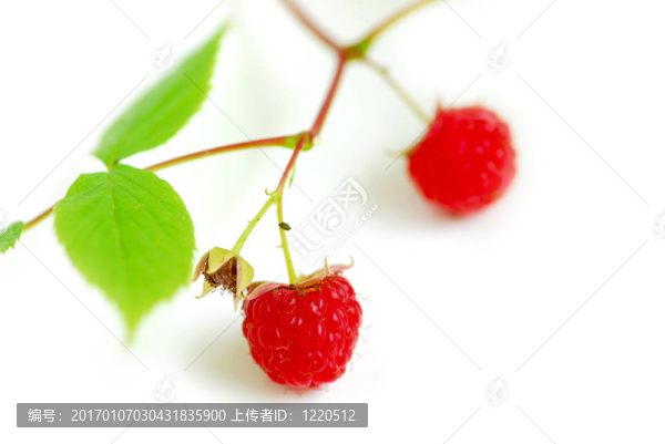 樹莓分白