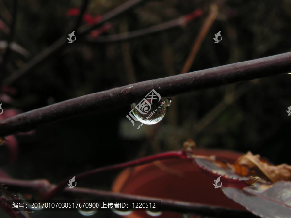 一滴雨
