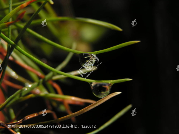 雨滴在冷杉