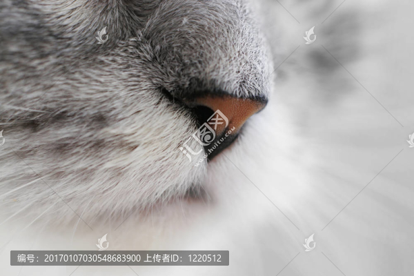鼻子