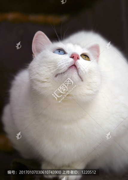 不同的眼睛