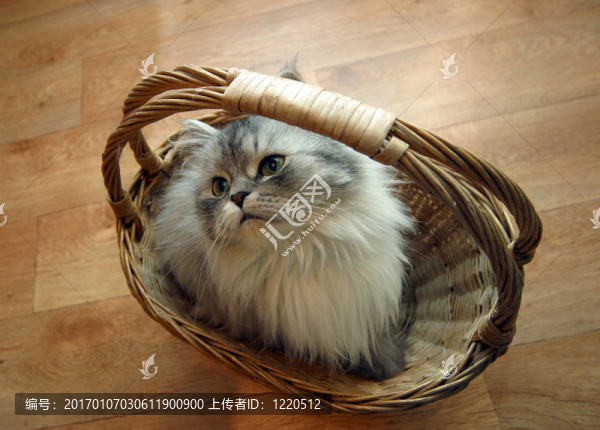 在一個(gè)籃子里的貓-,2