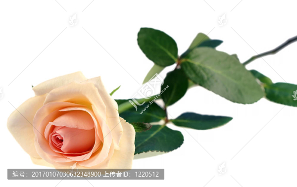 玫瑰