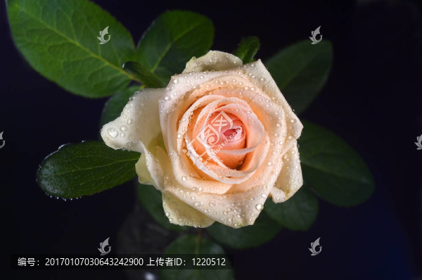 玫瑰