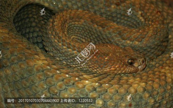 南美洲的rattl
