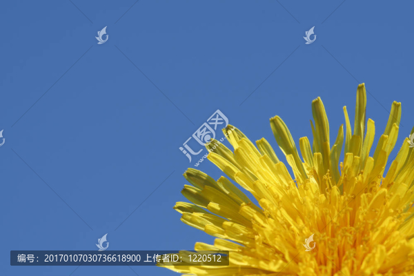 蒲公英
