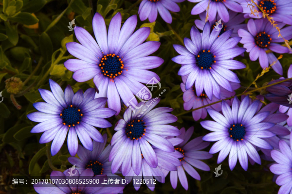 非洲菊