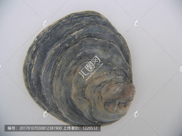 一個黑暗的海貝殼