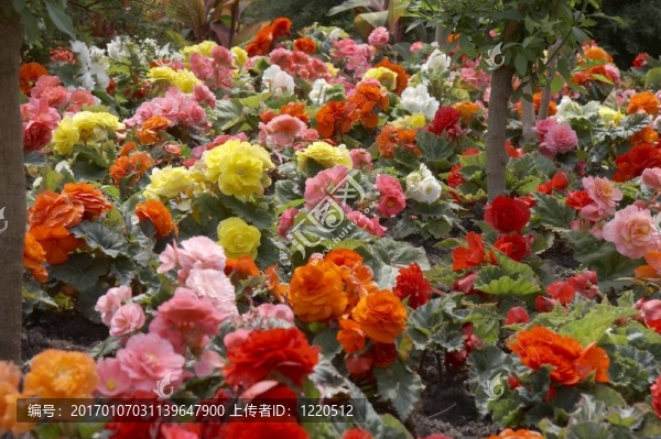 花的肖像