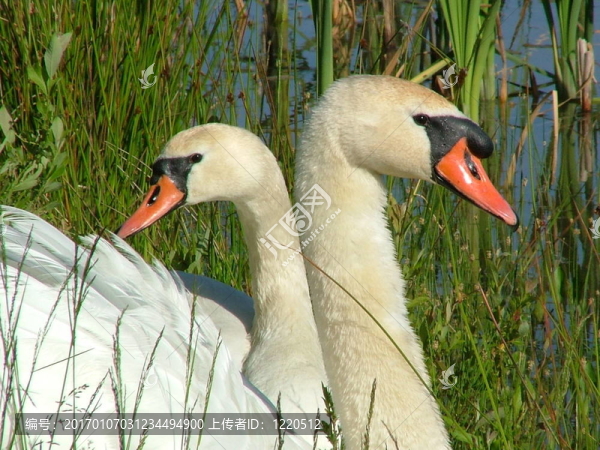 swans2