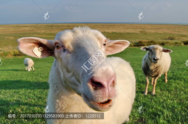 羊堤
