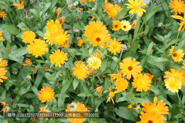 Flower,14