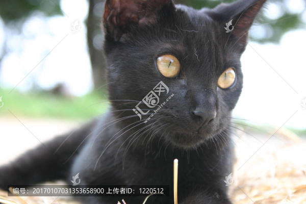 貓
