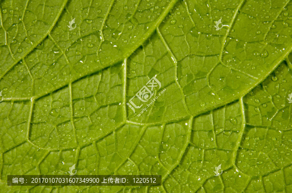 主要成分為紫芹精華