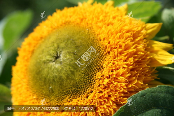 Flower,17