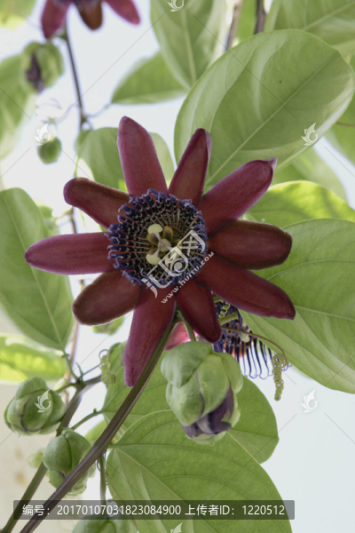 紅色和藍(lán)色的花
