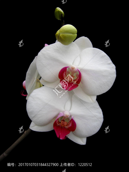 蘭花