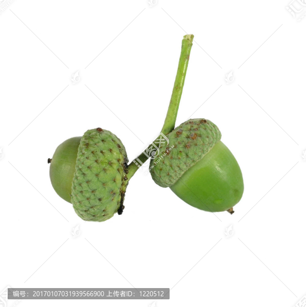 在白色背景下的橡子