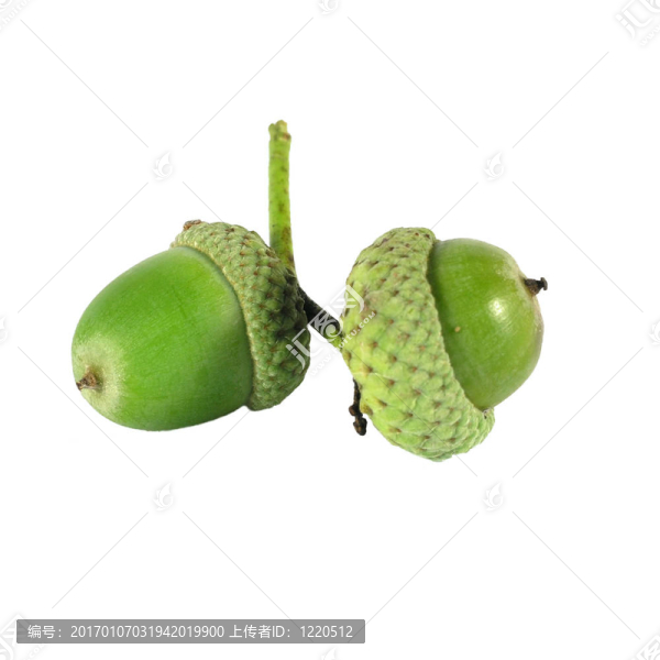 在白色背景下的橡子