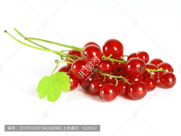 夏季水果：紅醋栗