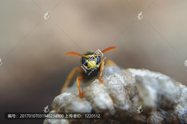 蜜蜂在守衛(wèi)