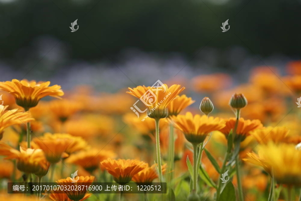 金盞花場(chǎng)1