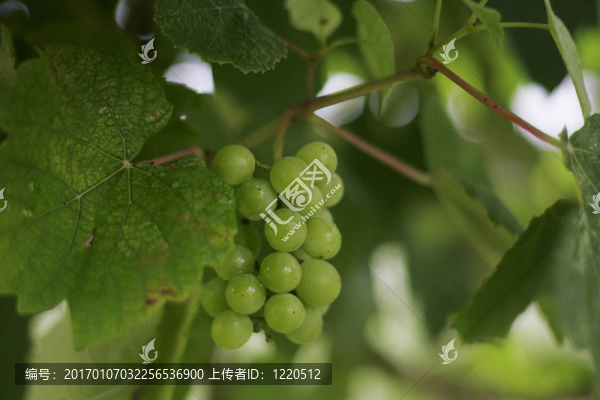 葡萄簇