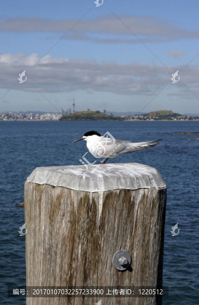 極上的鳥(niǎo)
