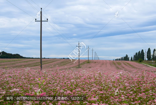 電源線