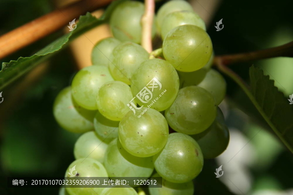 葡萄酒