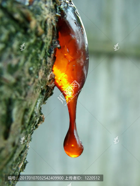 樹脂