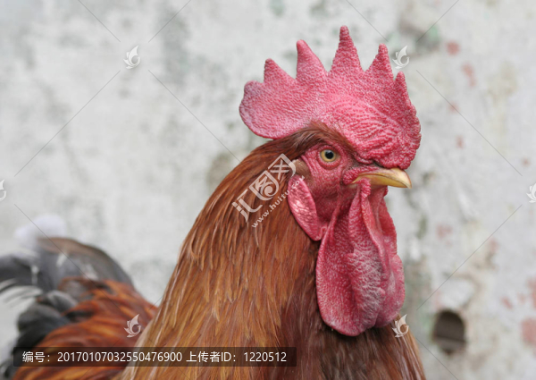 公雞