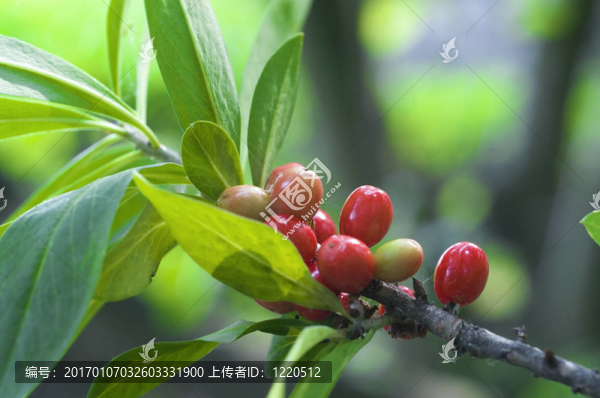紅色的漿果