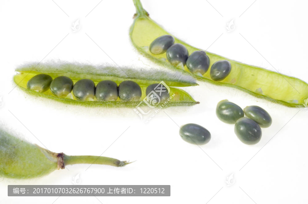 豌豆