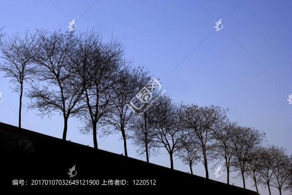 樹剪影