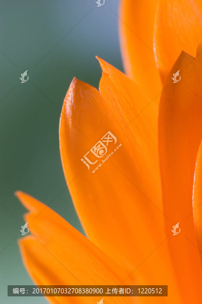 花瓣橙花（金盞花）的宏