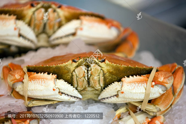 珍寶蟹