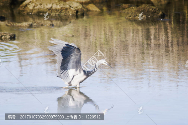 鷺狩獵02