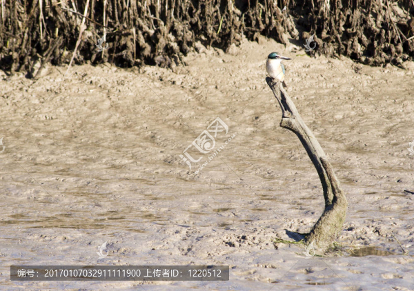 翠鳥