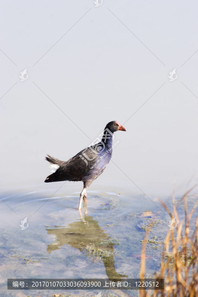 Pukeko,02