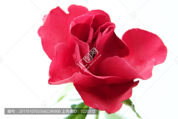 紅玫瑰