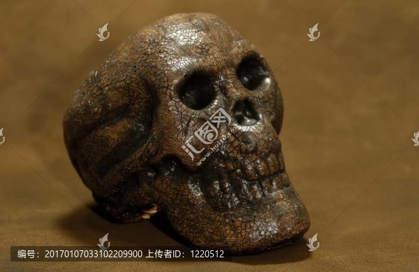 顱骨
