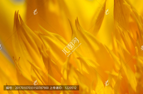 花的背景