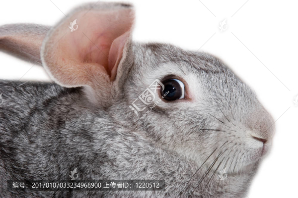 白兔灰兔