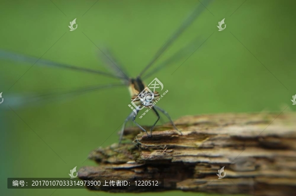 快樂的蜻蜓