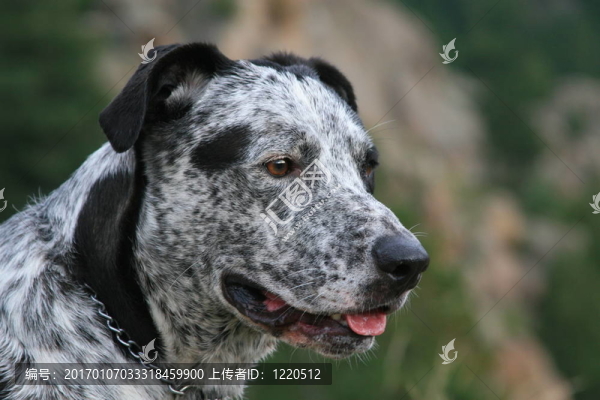 黑白狗