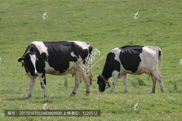 奶牛
