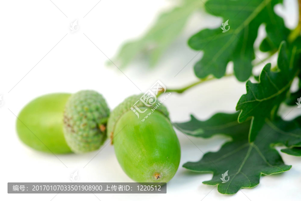 橡子橡樹枝