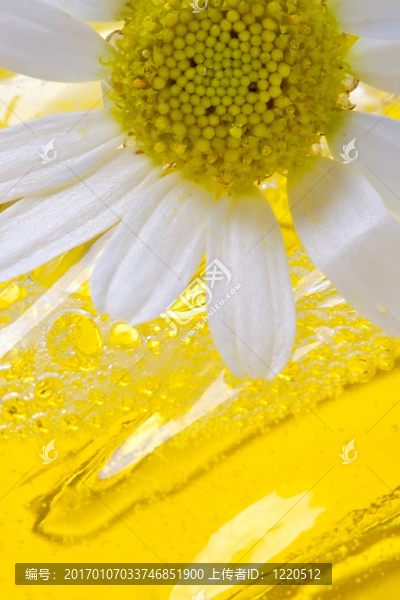 洗澡的甘菊泡沫