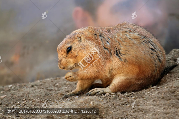 草原犬鼠